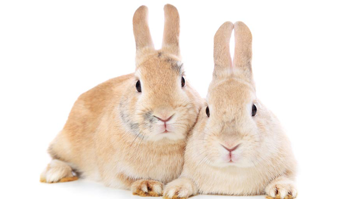 Songkhao-อยากเลี้ยง กระต่าย สัตว์เลี้ยงน่าตาสุดแสนน่ารัก ต้องรู้อะไรบ้าง-ปก