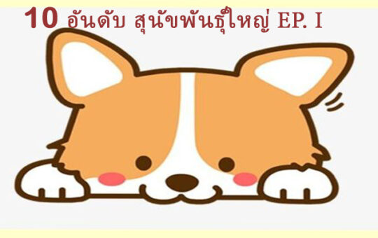 Song Khao - สุนัขพันธุ์ใหญ่ - 1