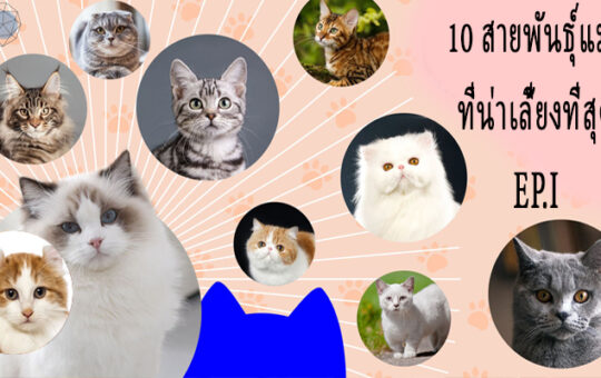 song khao - สายพันธุ์แมว - 1