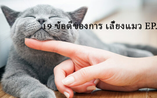 song khao - เลี้ยงแมว - 1